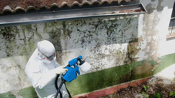 Top rated local Mold Remediation specialists in Dupont, PA